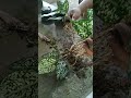 AKAR GONDRONG! Aglonema Morodoklok akar sehat dan terawat#shorts #viral#viralvideo #shortsfeed