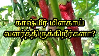 உங்கள் தோட்டத்தில் காஷ்மீர் மிளகாய் வளர்த்திருக்கிறீர்களா?