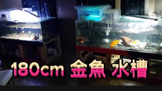 180cm 金魚 水槽 始めました　金魚　錦鯉　goldfish  koifish