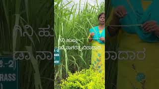 ಗಿನಿ ಹುಲ್ಲು Guinea grass