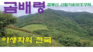 [힐링 등산] 곰배령 1,2코스 / 천상의 화원 / 야생화의 천국 /