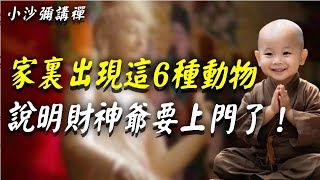 家裏出現這6種動物，千萬別往外趕，這代表財神爺要找上門了！#佛教 #佛法 #阿弥陀佛 #南無阿彌陀佛 #菩薩 #佛學 #佛陀 #福報 #小沙彌講禪