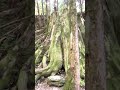 新竹縣觀霧國家森林遊樂區步道步行（shei pa national park big trees trail 《蜜月小徑、檜山巨木群步道、賞鳥步道、觀霧瀑布步道》