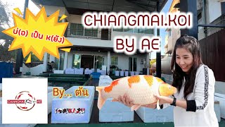 Ep.3 { บ่อ เป็น หยั๋ง } : Chiangmai Koi by Ae ฟาร์มปลาคาร์ฟเชียงใหม่ Sakai fish farm การันตี