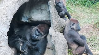 金剛迪亞哥是個顧小孩的好爸爸Gorilla D'jeeco always takes care sons when wives are finding food