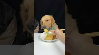 They've NEVER Tried This Before!#goldenretriever #dogfood #dogreviewsfood #cutedog