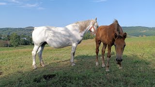 Жеребна кобила з заводу на продажу 💵 Косівський р-н 🇺🇦067 932 8949