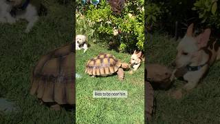 Tortoise is in love with dog.Tilly G luvs Skippy #tortoise #dog #love #bffs #animals #pets #amazing