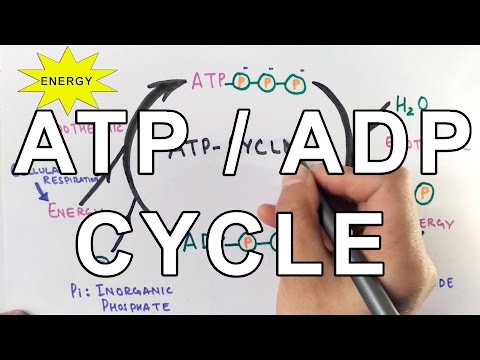 What type of reaction is ADP to ATP?