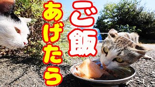 空腹なボクシング猫にご飯あげたら・・・ さくらねこと野良猫への給餌 癒され野良猫動画 感動猫動画