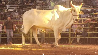 🔴 15 DESTRUCTORES Monumental de Morelia en Vivo 🔴 9 Febrero 2025 | Jaripeo Completo