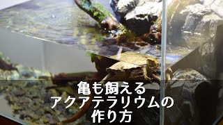 亀も飼えるアクアテラリウムを作る！流木と配水チューブで水槽立ち上げ