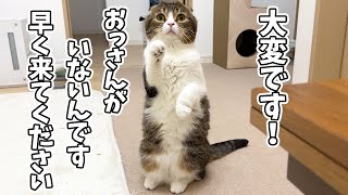 【おっさんが家を出て4日目】猫が家中を必死に探し回るようになっちゃいました…泣