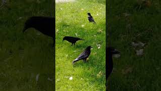 💡Great Advice For Aspiring Crowbuddies on How to Befriend 🤝🐦 Crows #crow #corvids #crowbuddy