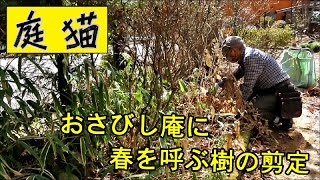 【庭猫】おさびし庵に春を呼ぶ樹の剪定