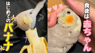 【オカメインコ】バナナデビューをした後に赤ちゃん化するオカメインコがこちらです。【生後約2ヶ月】【お迎え16日目】【雛】【cockatiel】【マロンの日記】