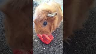 PUI PUI ピーマンASMR #guineapig #shorts