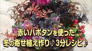 ♪ 冬の寄せ植え3分レシピ ♪赤いハボタンを使った寄せ植え