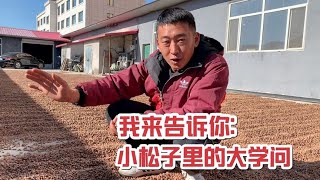 2022 第395期 小伙囤几十万的松子，送到坚果厂进行加工，原来小松子里暗藏玄机