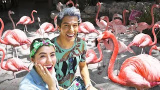 LLEVAMOS DE PASEO A 30 FLAMINGOS | POLINESIOS VLOGS