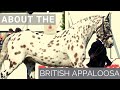 About the British Appaloosa | Horse Breeds |