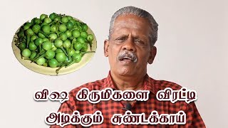 விஷ கிருமிகளை விரட்டி அடிக்கும் சுண்டக்காய் |Turkey Berry/Sundakkai health benefits \u0026 home remedies