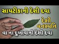 સાયટીકાની દેશી દવા || 10 વર્ષ જુના વાયુ ના દુખાવા  મટાડે આ વનસ્પતિ || sciatica pain treatment