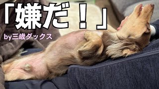 洋服は着たくない！でもお散歩には行きたい！葛藤する犬