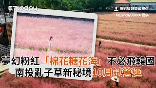 夢幻粉紅「棉花糖花海」不必飛韓國　南投亂子草新秘境10月試營運