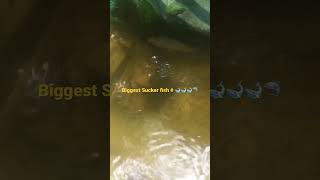 സക്കർ # Biggest Sucker fish #🐋🦈 # പാവം മീൻ # .fish pond #.