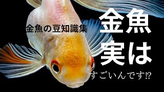 金魚豆知識集1