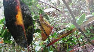 Borneo's Wild Pitcher Plants 2013 - Mount Kinabalu