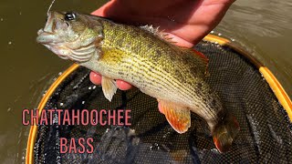 RARE NORTH GEORGIA BASS || GA Bass Slam