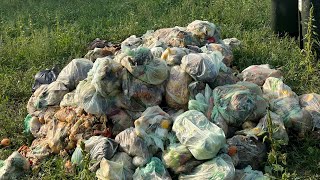 Curbside Composting Vlog#1