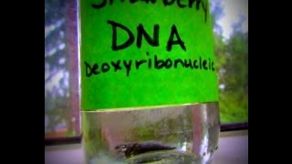 Strawberry DNA Extraction