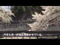 2016満開の荘川桜