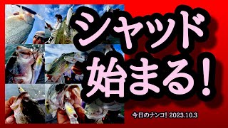 【今日のナンコ！2023.10.3】シャッド始まる！【琵琶湖バス釣り】