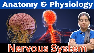 Nervous System in Hindi | Brain | Spinal cord | Central and Peripheral nervous system | CNS | PNS