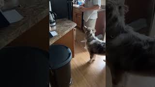 This cat screaming for food 😂