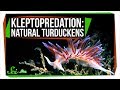 Kleptopredation: Natural Turduckens