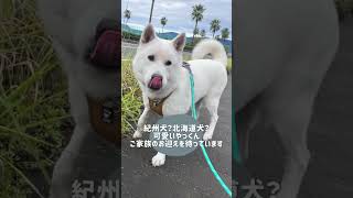 紀州犬？北海道犬？　：　里親募集中のワンコ #Shorts #保護犬 #里親募集 #殺処分 #犬 #譲渡 #dog #ピースワンコ