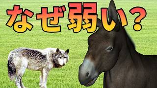 イヌ科動物がロバより弱い理由がこちら【解説動画】