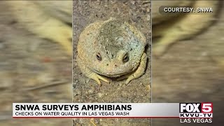 Southern Nevada Water Authority studies amphibians living in Las Vegas Wash