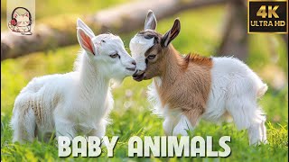 Baby Animals - Amazing World Of Young Animals | 4K Scenic Relaxation Film (60FPS