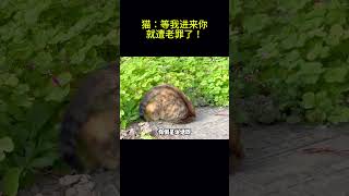 搞笑动物系列第85集 猫：等我进来你就遭老罪了！ #搞笑 #cat #科普 #funny #pets #animals #萌宠 #cute #萌寵 #萌宠 #萌寵 #貓咪 #貓咪