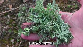 茵陈蒿号称“草中人参”，农民闲时采挖当野菜，可惜很多人不认识 2