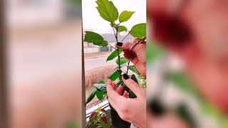 Обрезка гибискуса / Pruning hibiscus