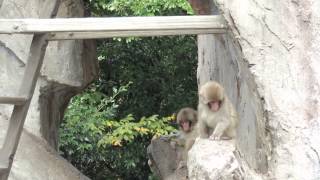 ニホンザルの赤ちゃん「お遊びよりもお食事」＠上野動物園 - MVI 2545