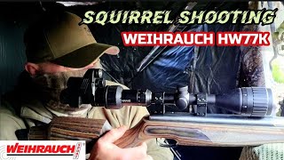 SQUIRREL SHOOTING with the WEIHRAUCH HW77K.