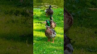 Male Mallard Eclipse Singing オスのマガモが歌う #shorts